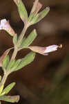 Florida calamint